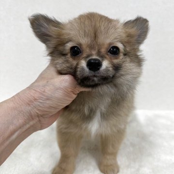 チワワ(ロング)【東京都・女の子・2025年9月16日・フォーン】の写真「優良血統の美人さん」