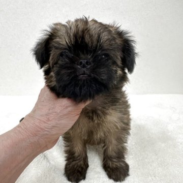 ブリュッセルグリフォン【東京都・女の子・2025年8月2日・レッド】の写真「希少犬グリフォンの美人さん」