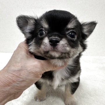 チワワ(ロング)【東京都・男の子・2025年9月5日・ブラック、タン&ホワイト】の写真「優良血統の超美男子君」