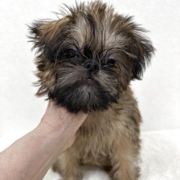 ブリュッセルグリフォン【東京都・女の子・2025年8月2日・レッド】の写真「希少犬グリフォンの美人さん」