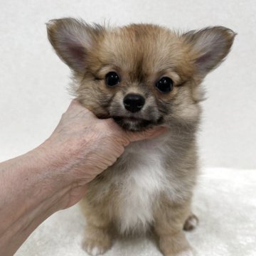 チワワ(ロング)【東京都・男の子・2025年9月16日・フォーン】の写真「優良血統の美男子君」