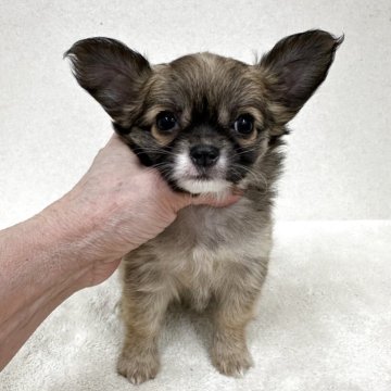 チワワ(ロング)【東京都・女の子・2025年10月12日・フォーン&ホワイト】の写真「父親JKCチャンピオンの美人さん」