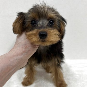 ヨープー(トイプードル×ヨークシャーテリア)【東京都・男の子・2025年6月8日・スティールブルー&タン】の写真「MIX犬ヨープーの美男子君」