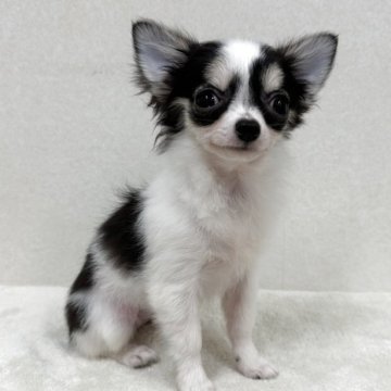 チワワ(ロング)【東京都・女の子・2025年6月24日・ブラック、タン&ホワイト】の写真「優良血統の美人さん」