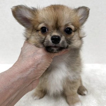 チワワ(ロング)【東京都・男の子・2025年9月16日・フォーン】の写真「優良血統の美男子君」