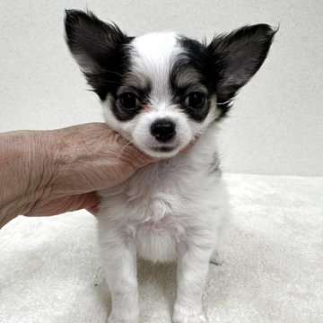 チワワ(ロング)【東京都・女の子・2025年9月9日・ホワイト&ブラック、タン】の写真「優良血統の美人さん」