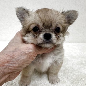 チワワ(ロング)【東京都・女の子・2025年10月5日・フォーン&ホワイト】の写真「優良血統の小ぶりな美人さん」