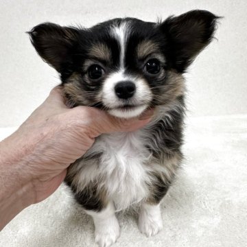 チワワ(ロング)【東京都・女の子・2025年9月9日・ブラック、タン&ホワイト】の写真「優良血統の美人さん」