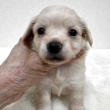 チワックス(チワワ×ダックスフンド)【東京都・女の子・2025年10月25日・クリーム】の写真「父親チワワカケル母親カニンヘンダックスの美人さん」