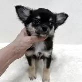 チワワ(ロング)
