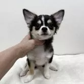 チワワ(ロング)