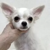 チワワ(ロング)