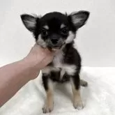チワワ(ロング)