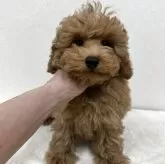 タイニープードル