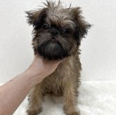 ブリュッセルグリフォン