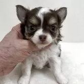 チワワ(ロング)