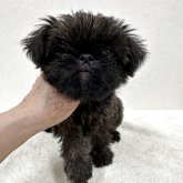 ブリュッセルグリフォン