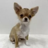 チワワ(ロング)