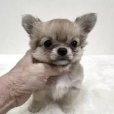 チワワ(ロング)