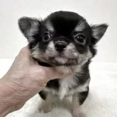 チワワ(ロング)