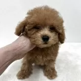 ティーカッププードル