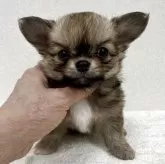 チワワ(ロング)