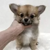 チワワ(ロング)