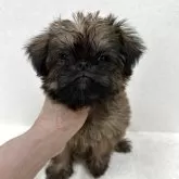 ブリュッセルグリフォン