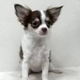 チワワ(ロング)