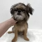 ブリュッセルグリフォン