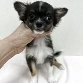 チワワ(ロング)