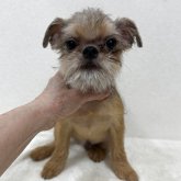 ブリュッセルグリフォン