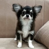 チワワ(ロング)