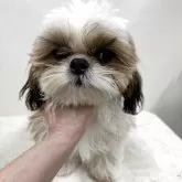 シーズー