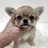 チワワ(ロング)