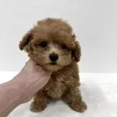 ティーカッププードル