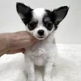 チワワ(ロング)