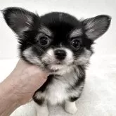 チワワ(ロング)