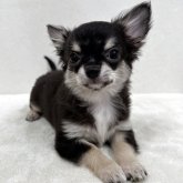 チワワ(ロング)