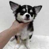 チワワ(ロング)