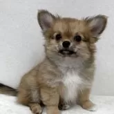 チワワ(ロング)