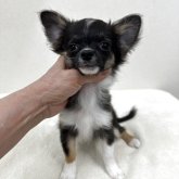 チワワ(ロング)