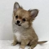 チワワ(ロング)