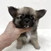 チワワ(ロング)