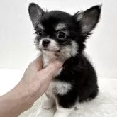 チワワ(ロング)【東京都・男の子・2025年9月5日・ブラック、タン&ホワイト】の写真2