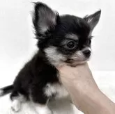 チワワ(ロング)【東京都・男の子・2025年9月5日・ブラック、タン&ホワイト】の写真3