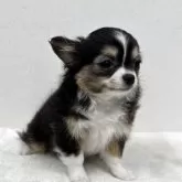 チワワ(ロング)【東京都・女の子・2025年9月9日・ブラック、タン&ホワイト】の写真3