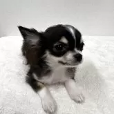 チワワ(ロング)【東京都・男の子・2025年6月9日・ブラック、タン&ホワイト】の写真3