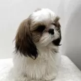 シーズー【東京都・男の子・2025年4月16日・ホワイト&ゴールド】の写真3