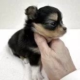 チワワ(ロング)【東京都・男の子・2026年1月23日・ブラック、タン&ホワイト】の写真3